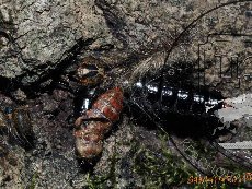 Красотел пахучий 004